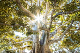 sun-light-passing-through-green-leafed-tree.jpg sun light passing through green leafed tree